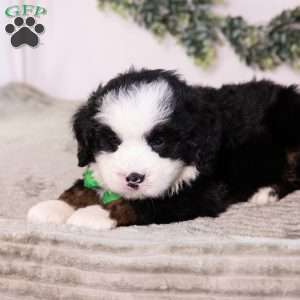Baxter, Bernedoodle Puppy